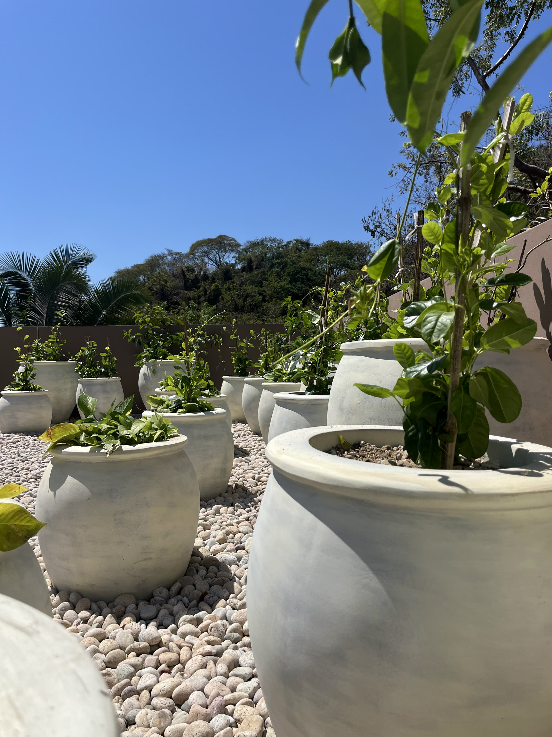 Terraza V8